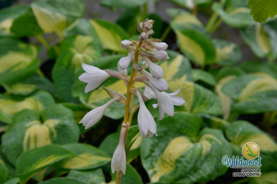 Hosta - Dream Queen, 1 Pack