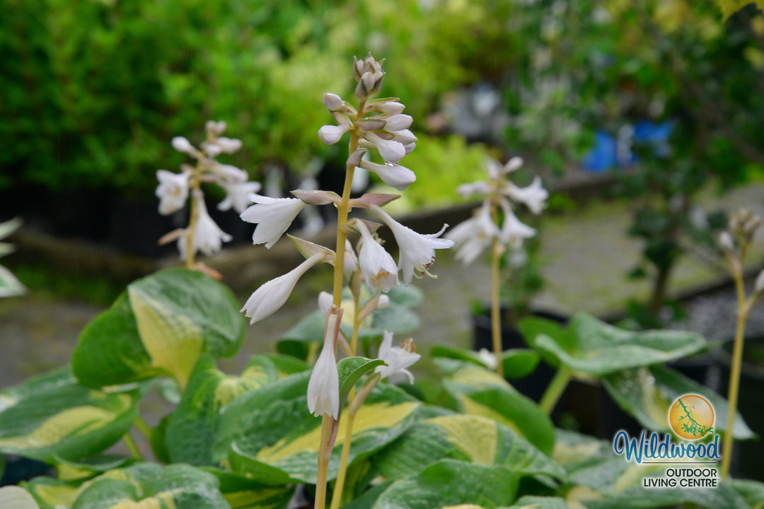 Hosta - Dream Queen, 1 Pack