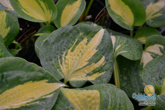 Hosta - Dream Queen, 1 Pack