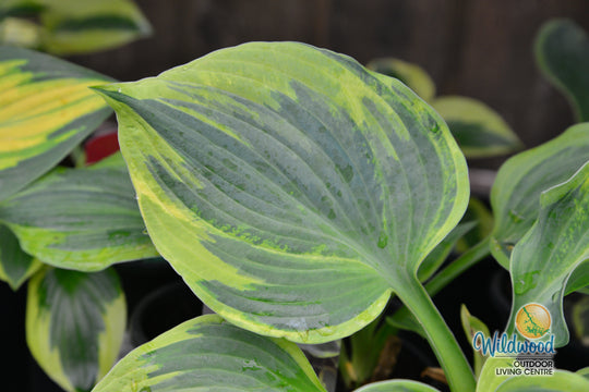 Hosta - Earth Angel, 1 Pack