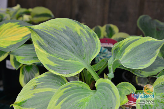 Hosta - Earth Angel, 1 Pack