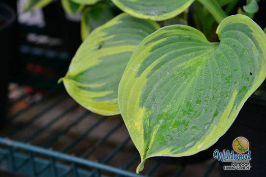 Hosta - Earth Angel, 1 Pack