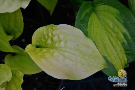 Hosta - Fire Island, 1 Pack