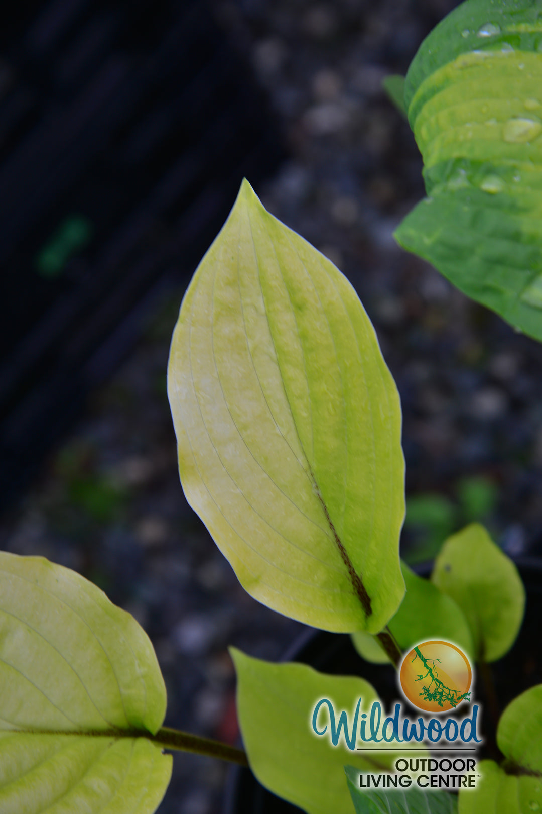 Hosta - Fire Island, 1 Pack
