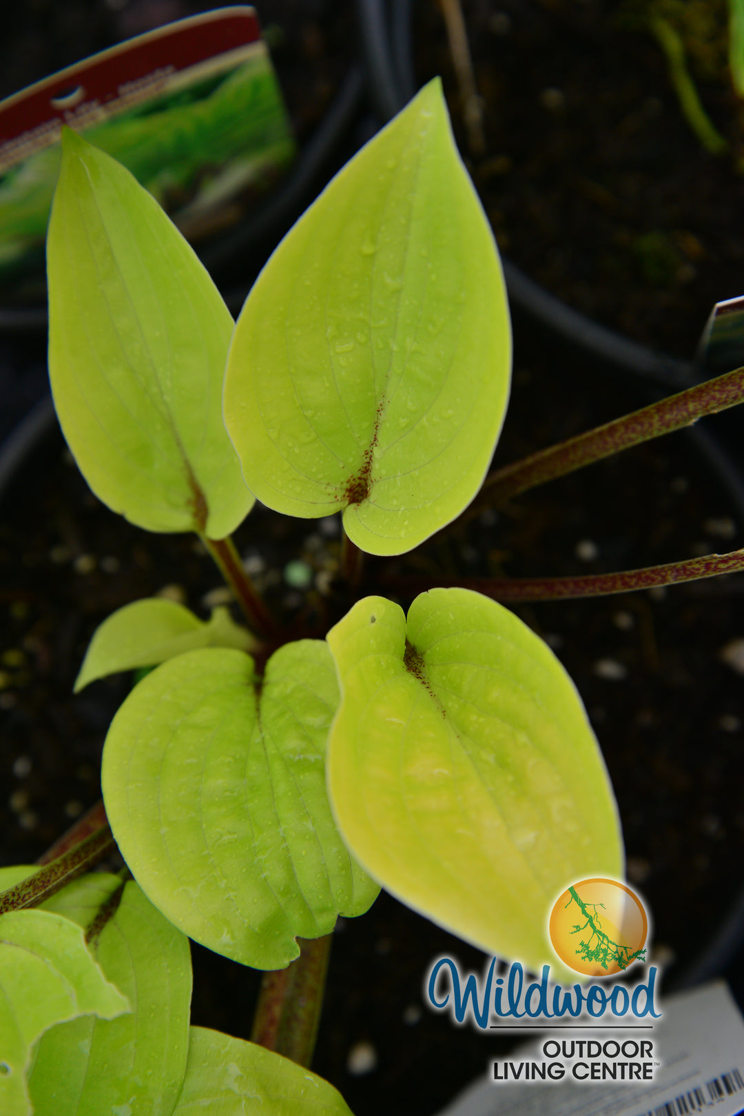 Hosta - Fire Island, 1 Pack