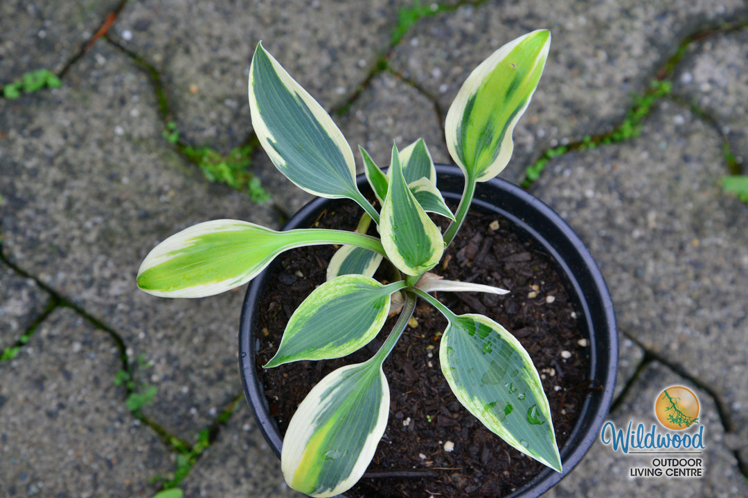 Hosta - Firn Line, 1 Pack