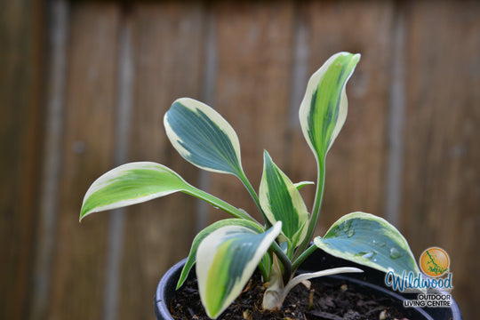 Hosta - Firn Line, 1 Pack