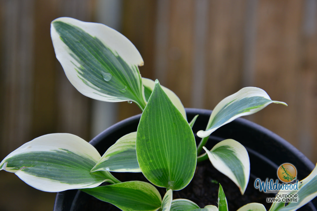 Hosta - Firn Line, 1 Pack