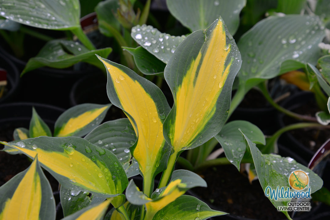Hosta - Forbidden Fruit, 1 Pack