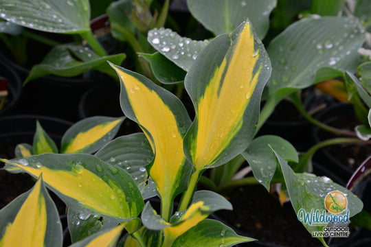 Hosta - Forbidden Fruit, 1 Pack