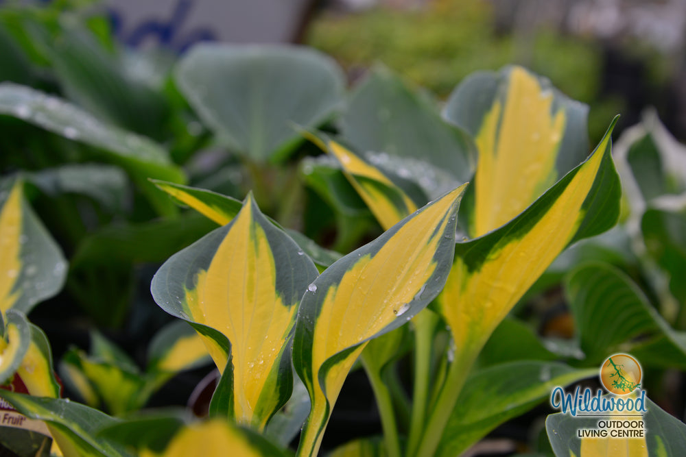 Hosta - Forbidden Fruit, 1 Pack