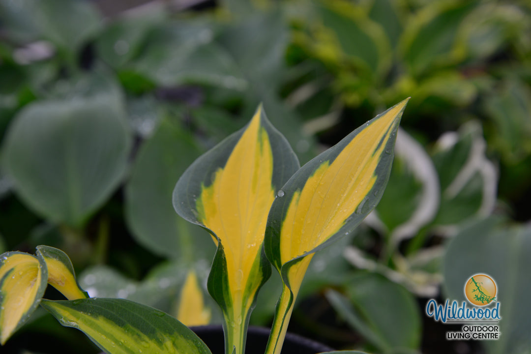 Hosta - Forbidden Fruit, 1 Pack
