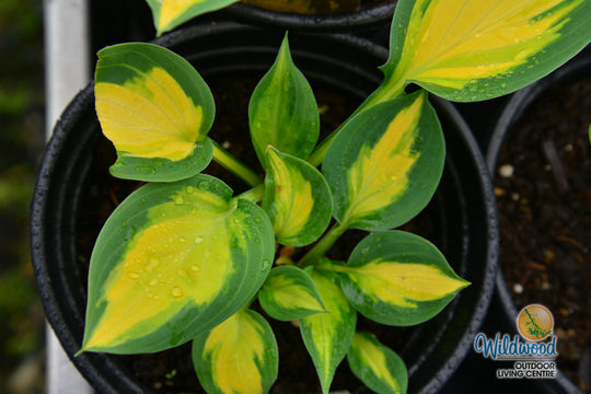 Hosta - Forbidden Fruit, 1 Pack