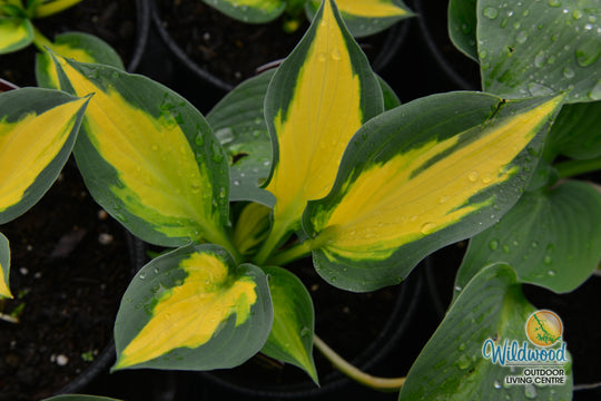 Hosta - Forbidden Fruit, 1 Pack