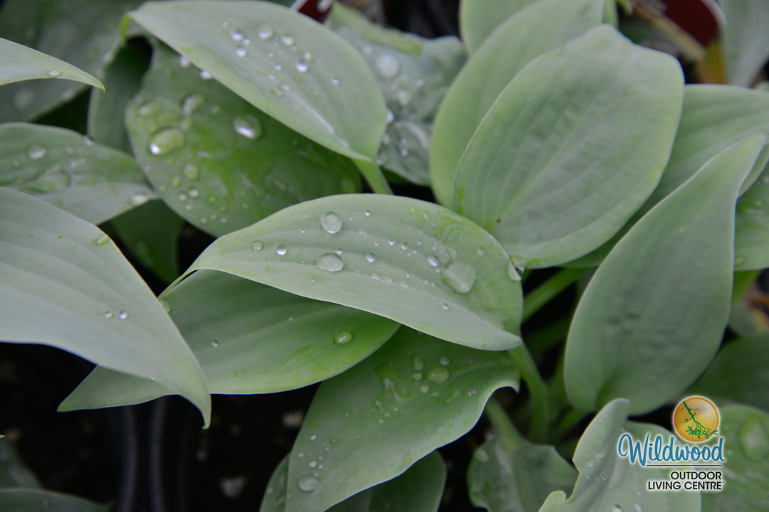 Hosta - Fragrant Blue, 1 Pack