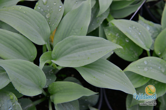 Hosta - Fragrant Blue, 1 Pack
