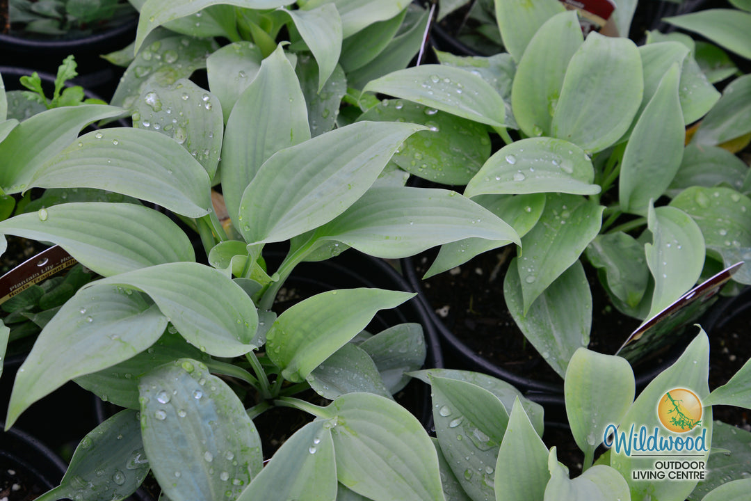 Hosta - Fragrant Blue, 1 Pack
