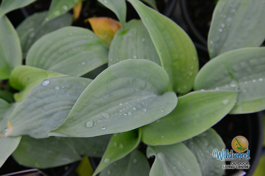 Hosta - Fragrant Blue, 1 Pack