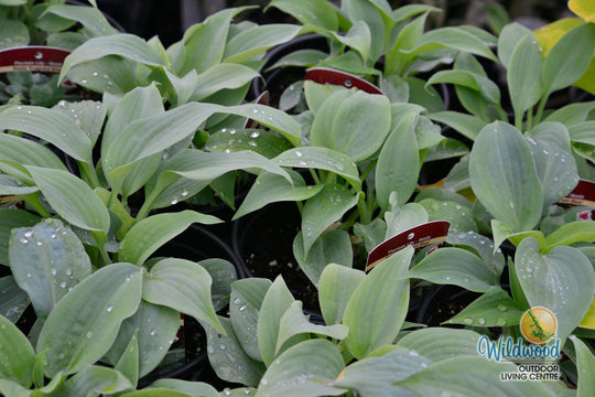 Hosta - Fragrant Blue, 1 Pack