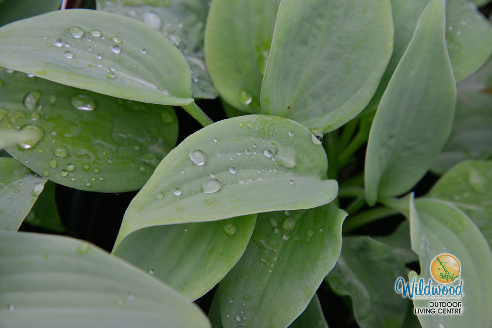 Hosta - Fragrant Blue, 1 Pack