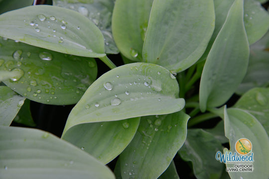 Hosta - Fragrant Blue, 1 Pack