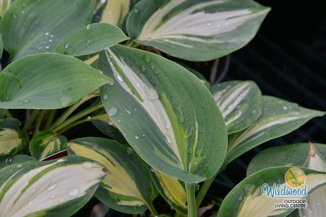 Hosta - High Society, 1 Pack