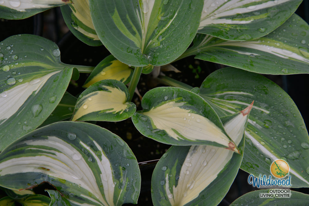 Hosta - High Society, 1 Pack