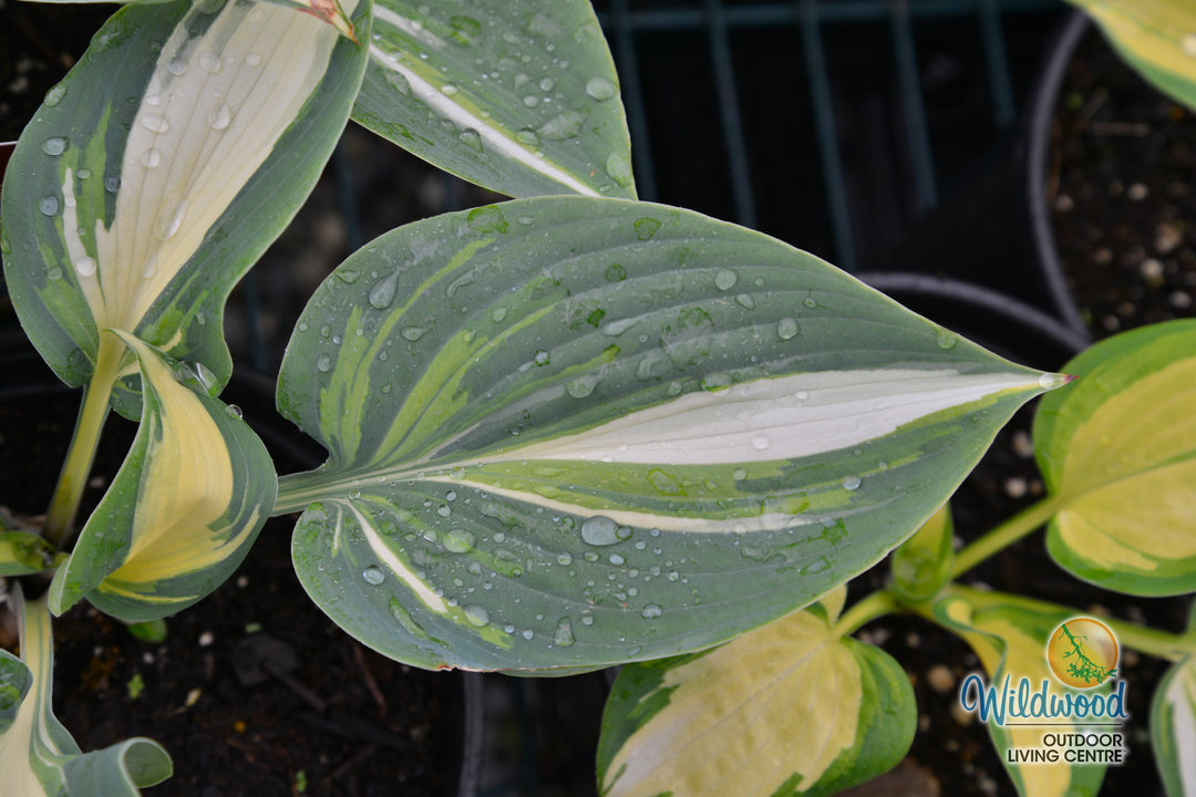 Hosta - High Society, 1 Pack