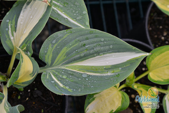 Hosta - High Society, 1 Pack
