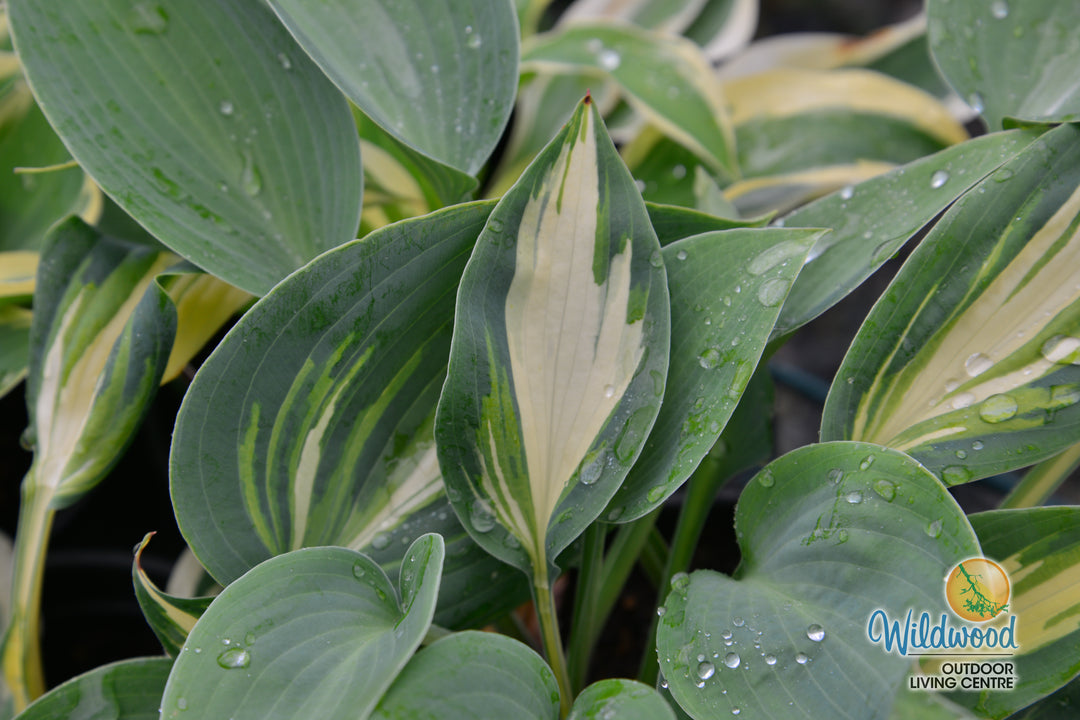 Hosta - High Society, 1 Pack