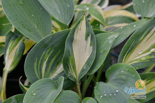 Hosta - High Society, 1 Pack
