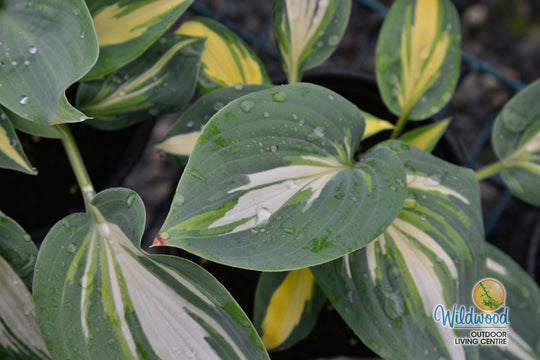 Hosta - High Society, 1 Pack