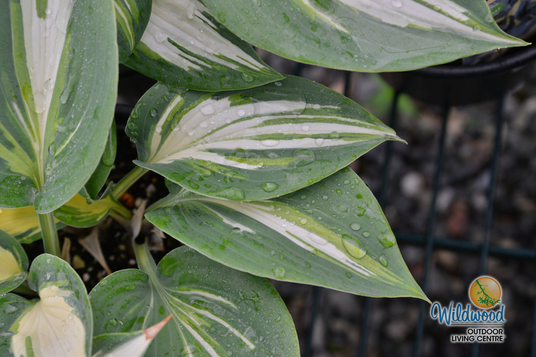 Hosta - High Society, 1 Pack