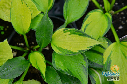 Hosta - Justine, 1 Pack