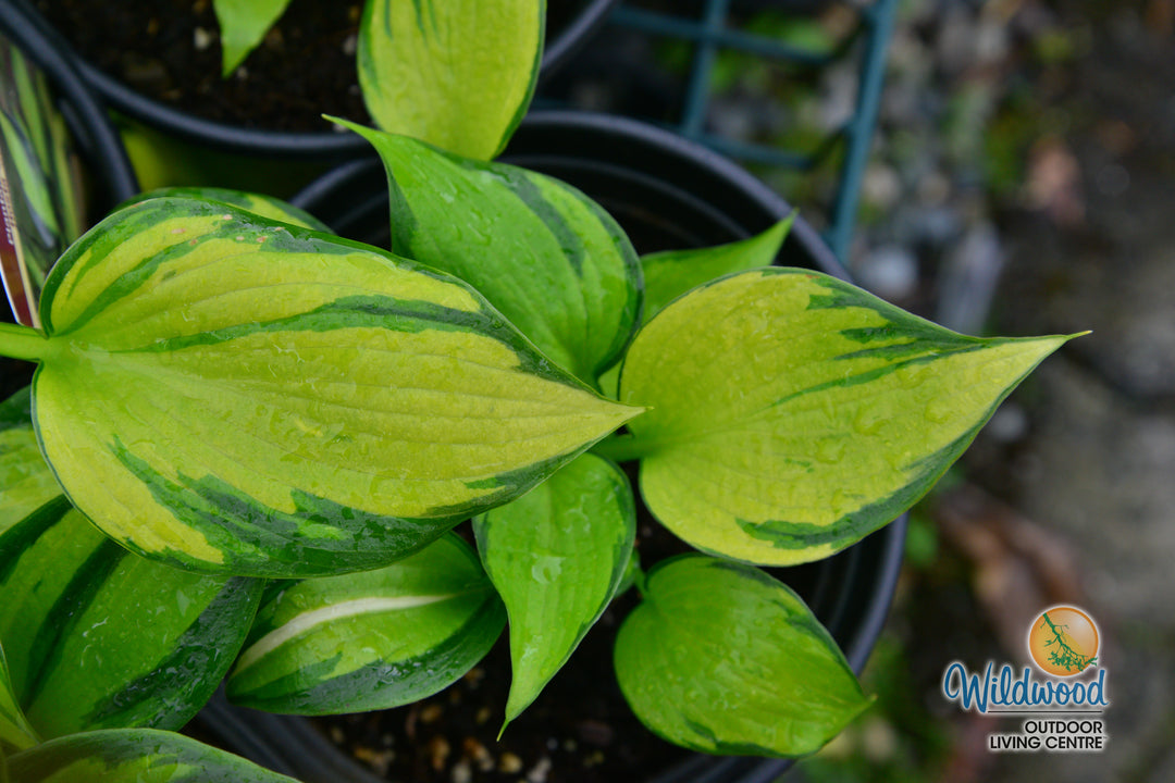 Hosta - Justine, 1 Pack