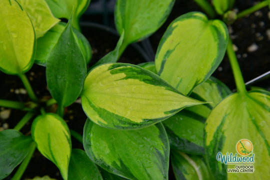 Hosta - Justine, 1 Pack