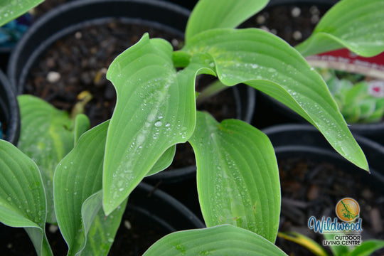 Hosta - Krossa Regal, 1 Pack