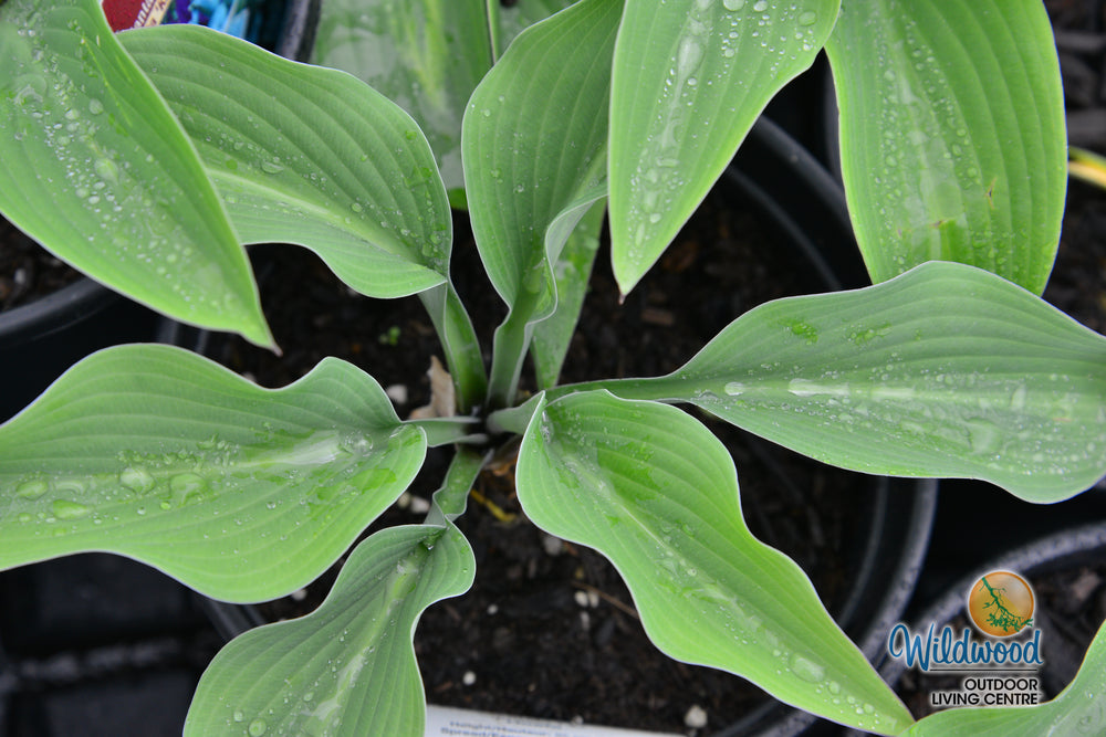 Hosta - Krossa Regal, 1 Pack