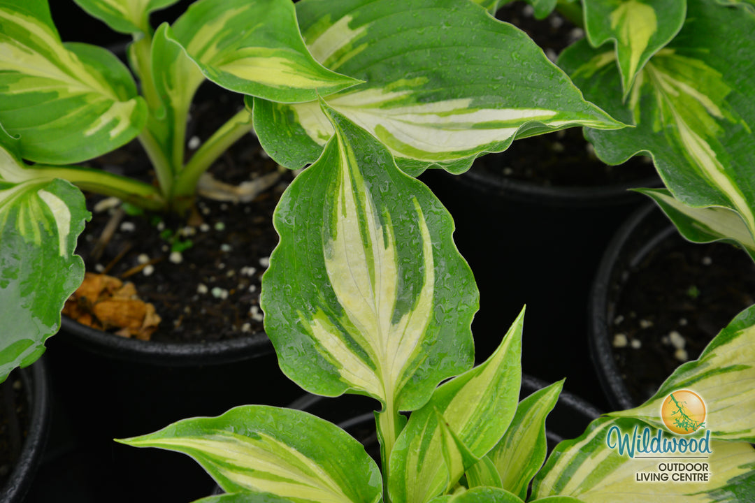 Hosta - Lakeside Paisley Print, 1 Pack