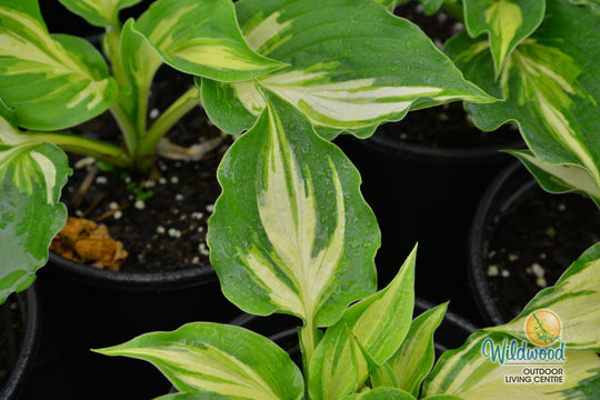 Hosta - Lakeside Paisley Print, 1 Pack