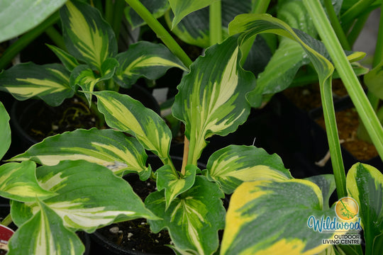 Hosta - Lakeside Paisley Print, 1 Pack