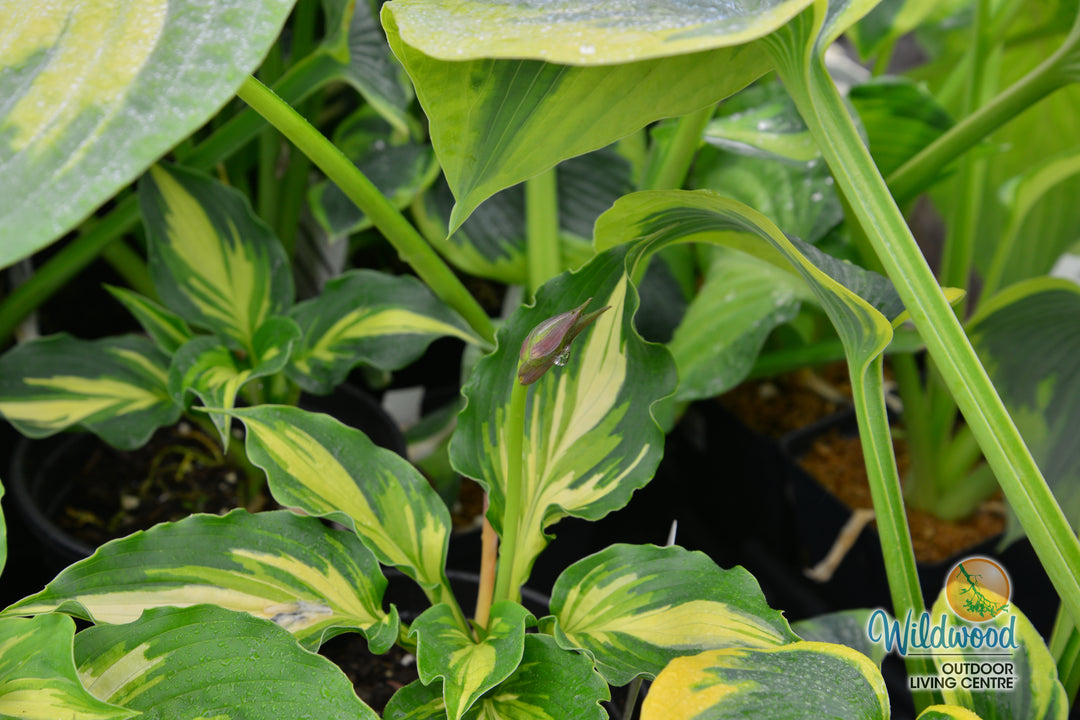 Hosta - Lakeside Paisley Print, 1 Pack