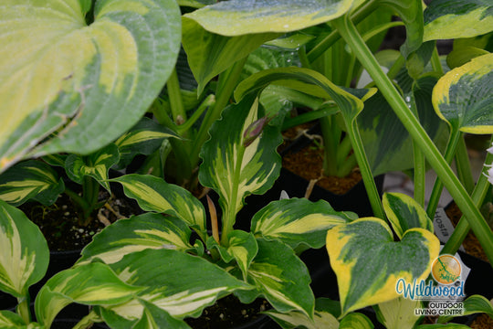 Hosta - Lakeside Paisley Print, 1 Pack