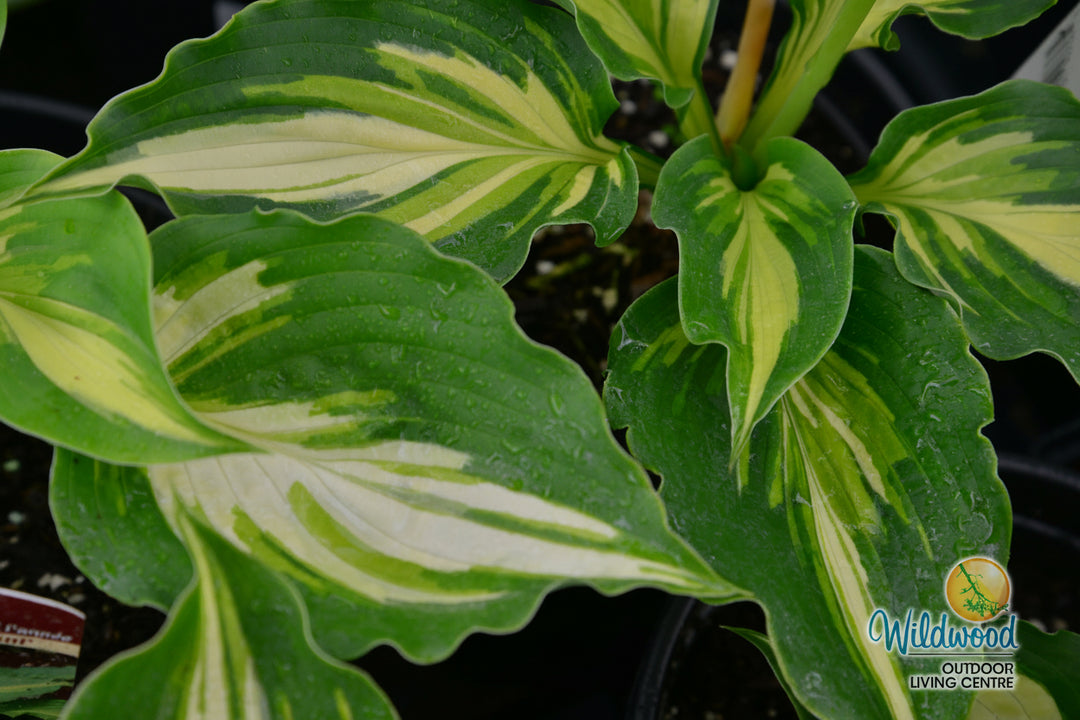 Hosta - Lakeside Paisley Print, 1 Pack