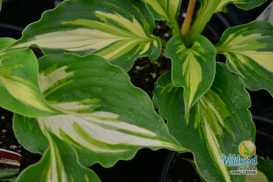 Hosta - Lakeside Paisley Print, 1 Pack