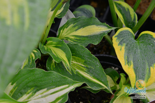 Hosta - Lakeside Paisley Print, 1 Pack