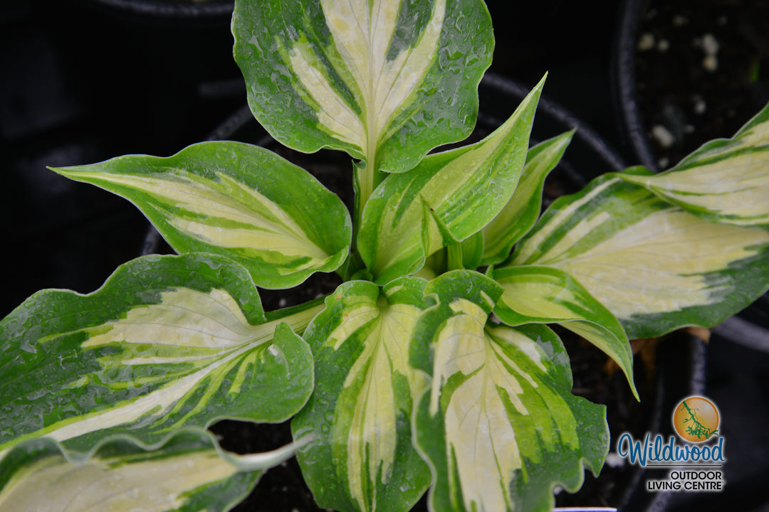 Hosta - Lakeside Paisley Print, 1 Pack