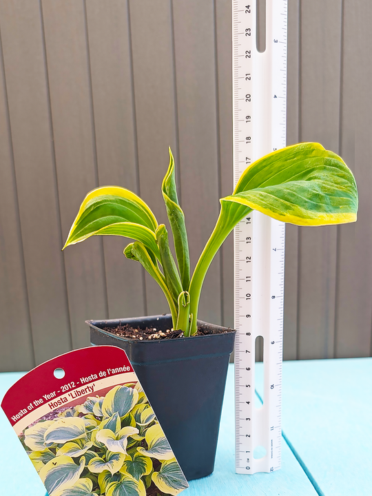 Hosta_Liberty