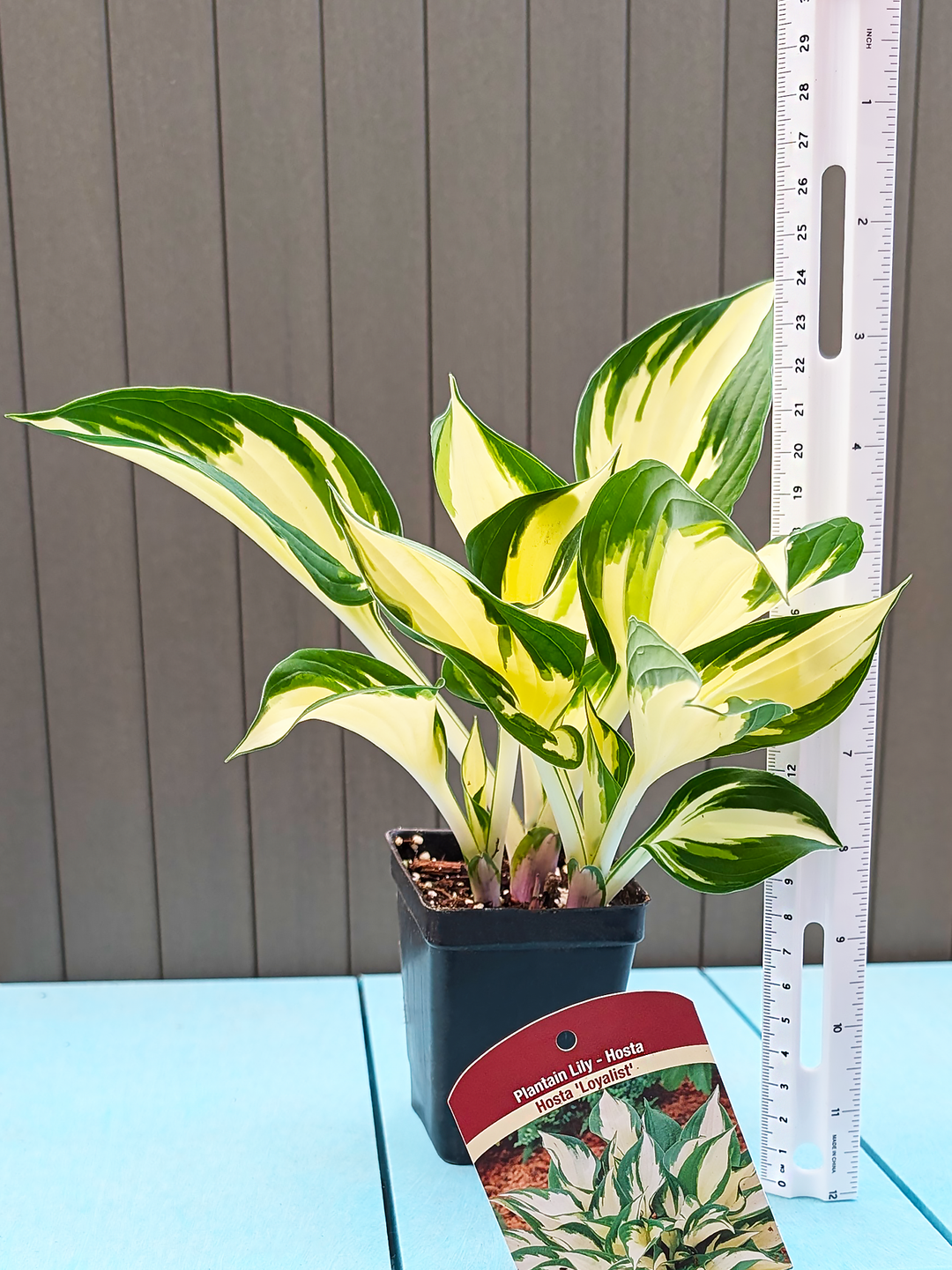 Hosta_Loyalist