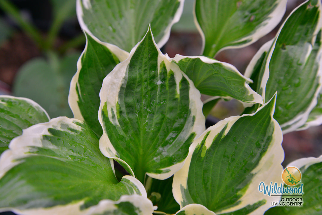 Hosta - Minuteman, 1 Pack